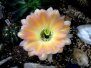 Echinopsis \"Rheingold-hybriden\" - Kakteenblüten, die verzaubern