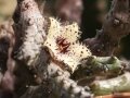 Stapelianthus madagascariensis